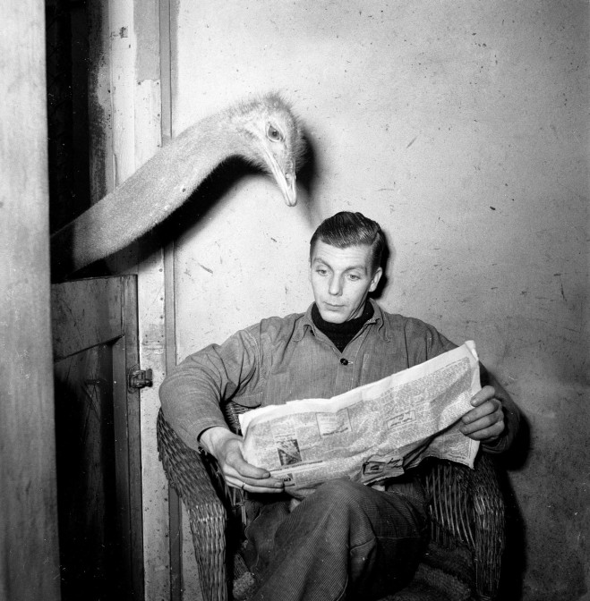 Ostrich reading newspaper